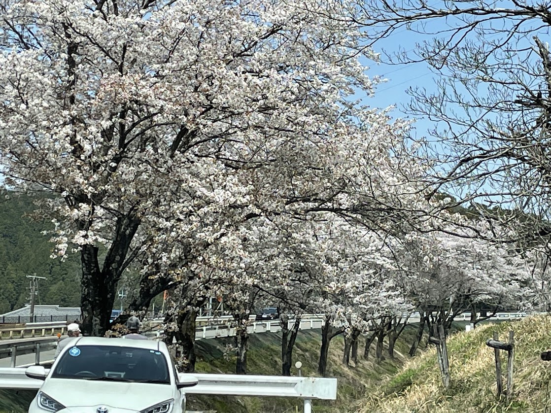 写真ー２　写真ー２と同じ場所／4月6日